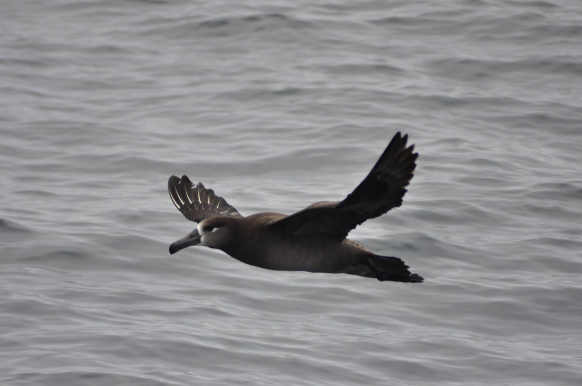 albatros černonohý - ML558371751