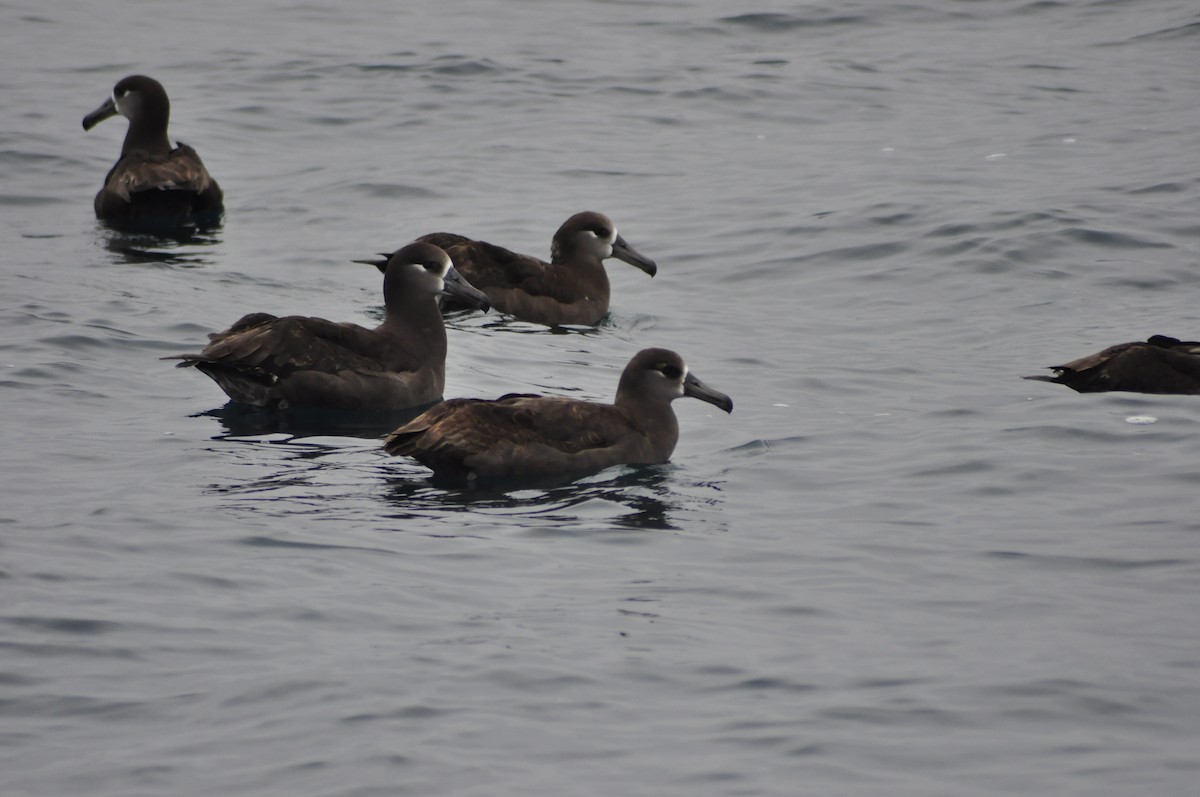 Albatros à pieds noirs - ML558371761