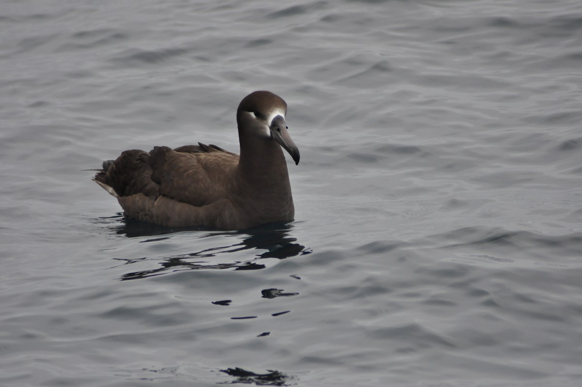 albatros černonohý - ML558371771