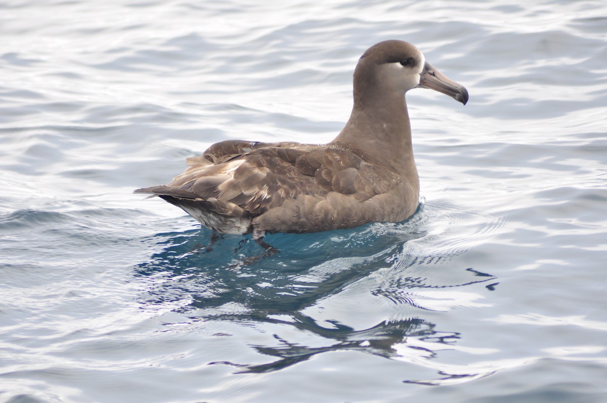 Albatros à pieds noirs - ML558371781