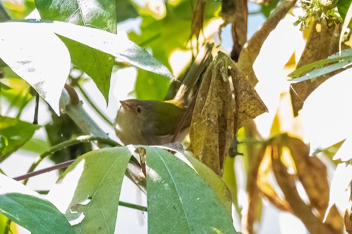 Common Tailorbird - ML558371861