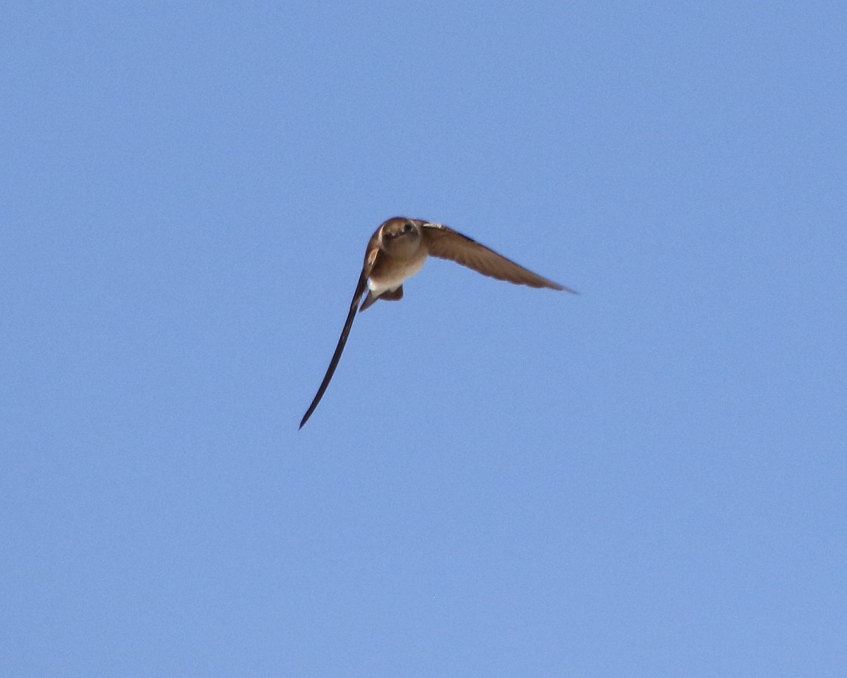 Northern Rough-winged Swallow - ML558372041