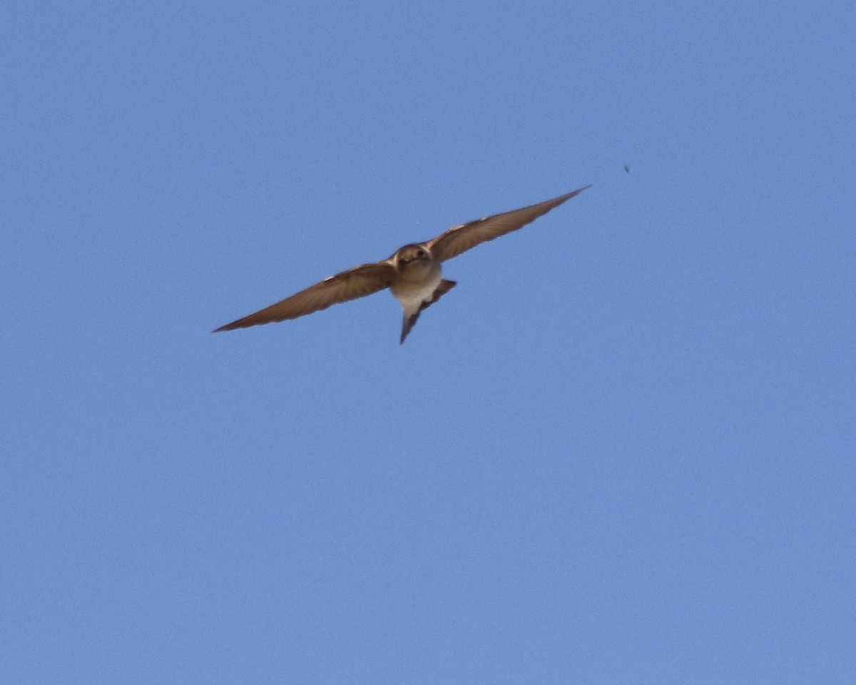 Northern Rough-winged Swallow - ML558372051