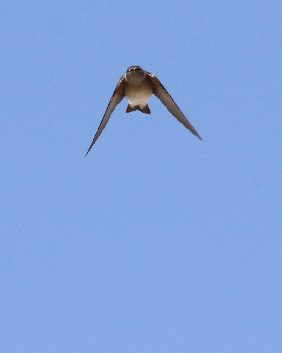 Northern Rough-winged Swallow - ML558372061