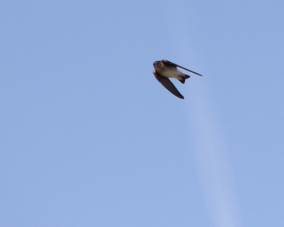 Northern Rough-winged Swallow - ML558372311