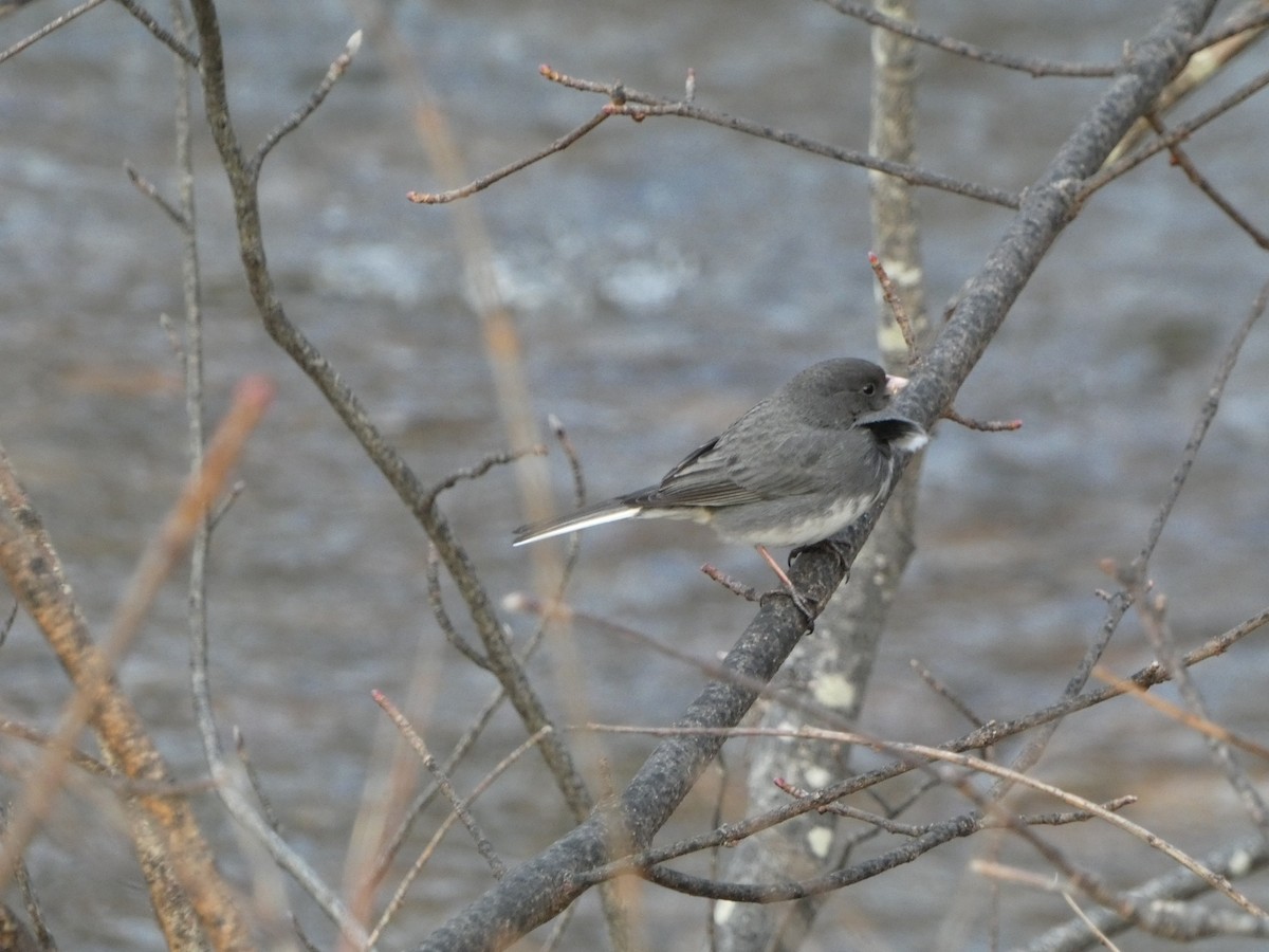 Dark-eyed Junco - ML558372341