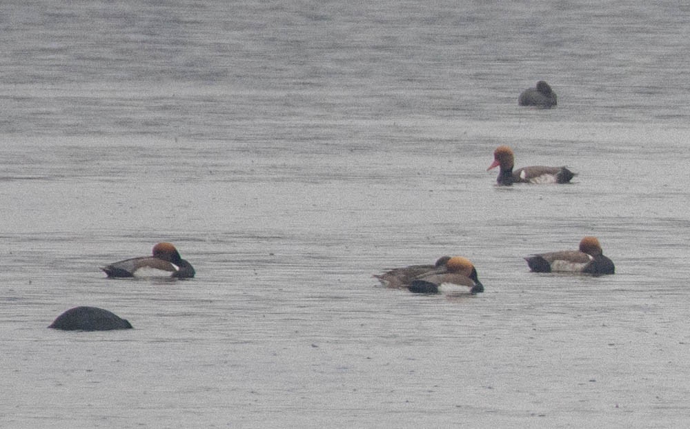 Red-crested Pochard - ML558373181