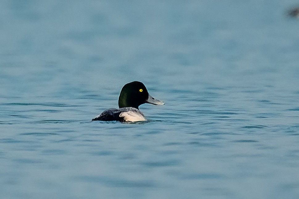 Greater Scaup - ML558373361
