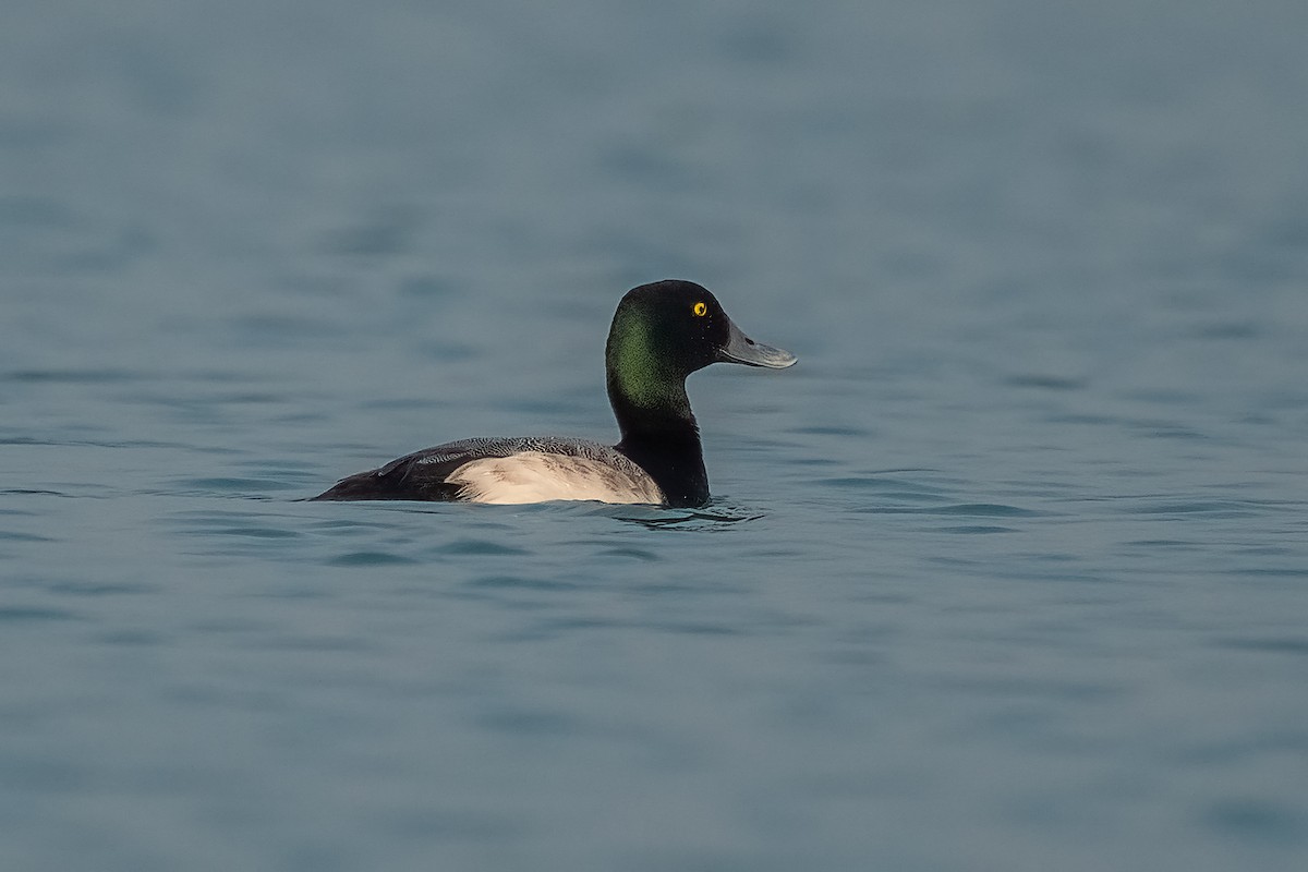 Greater Scaup - ML558373441