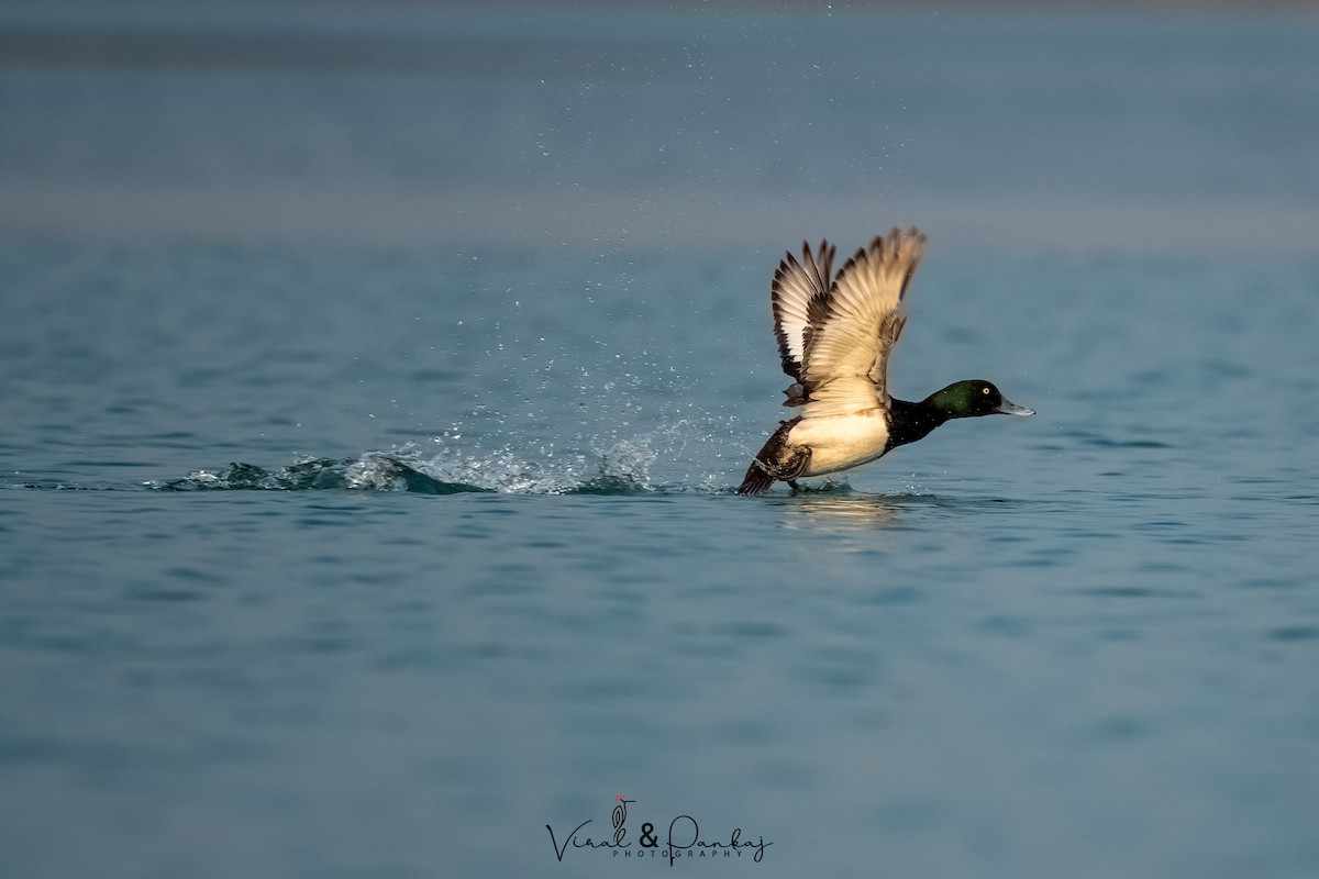 Greater Scaup - ML558373521