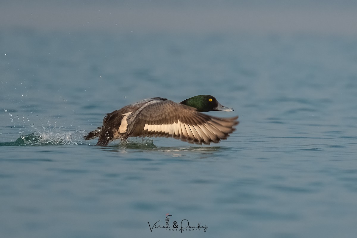 Greater Scaup - ML558373531