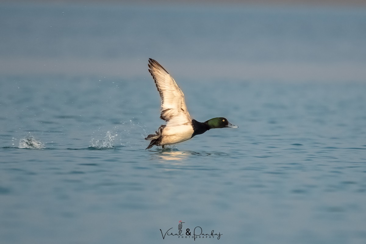 Greater Scaup - ML558373551