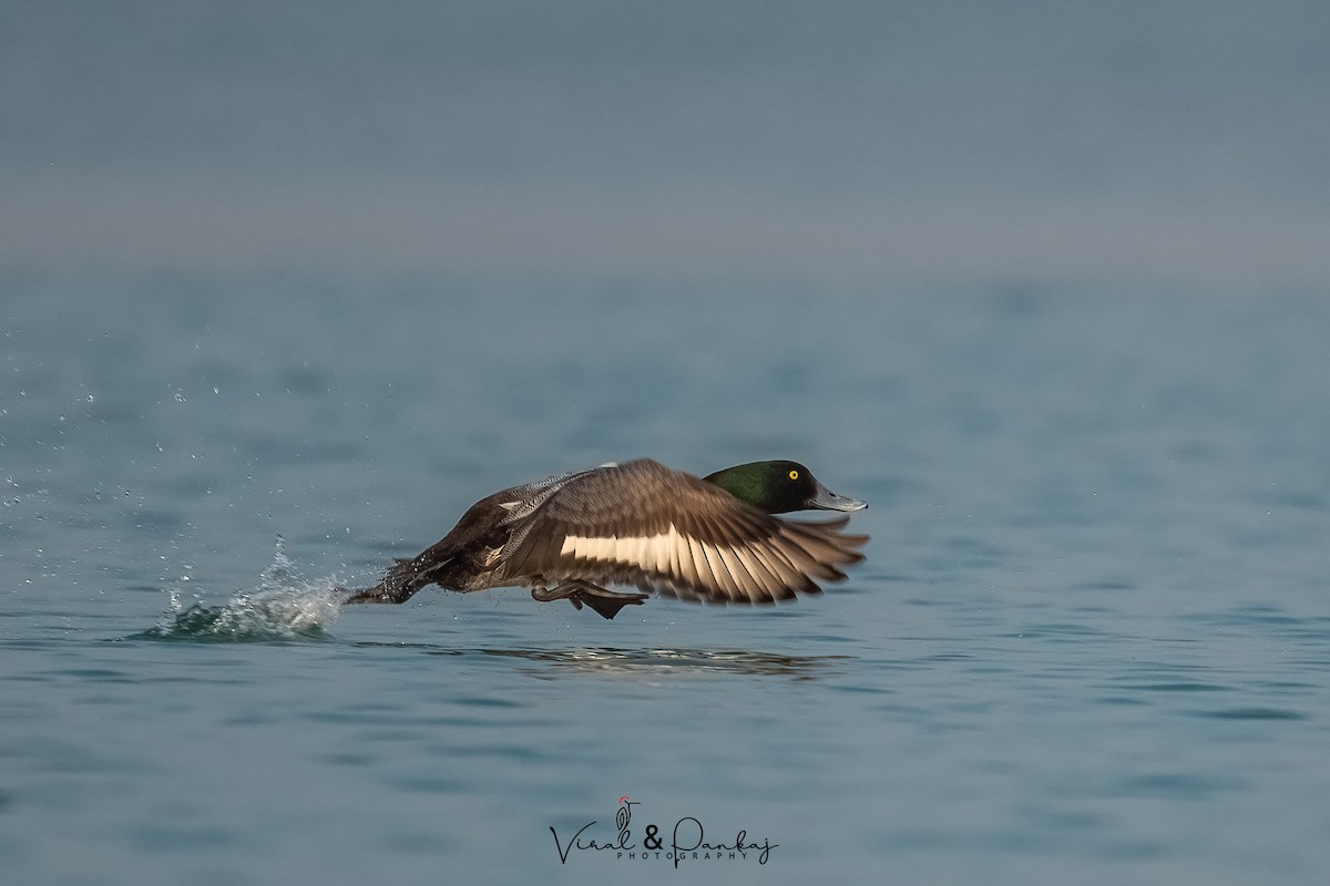 Greater Scaup - ML558373601