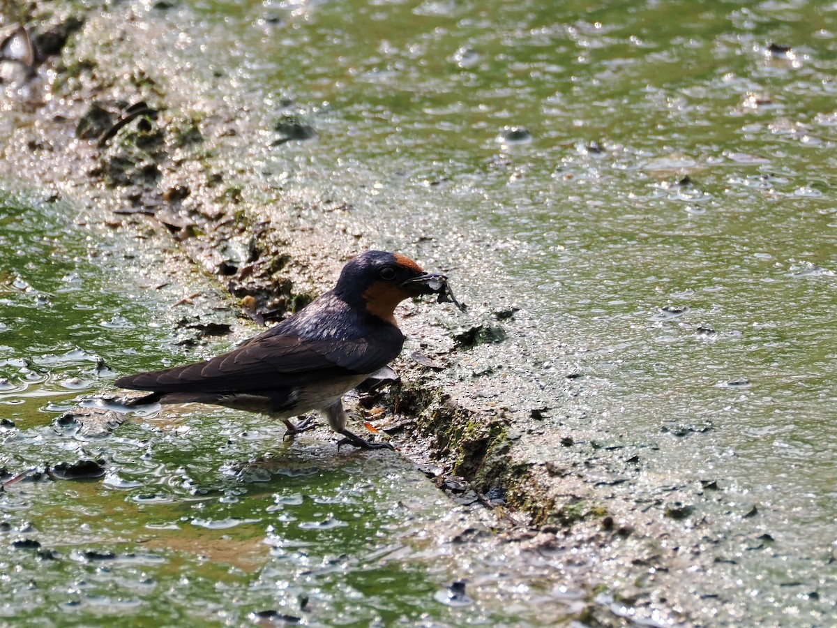 Pacific Swallow - ML558373701