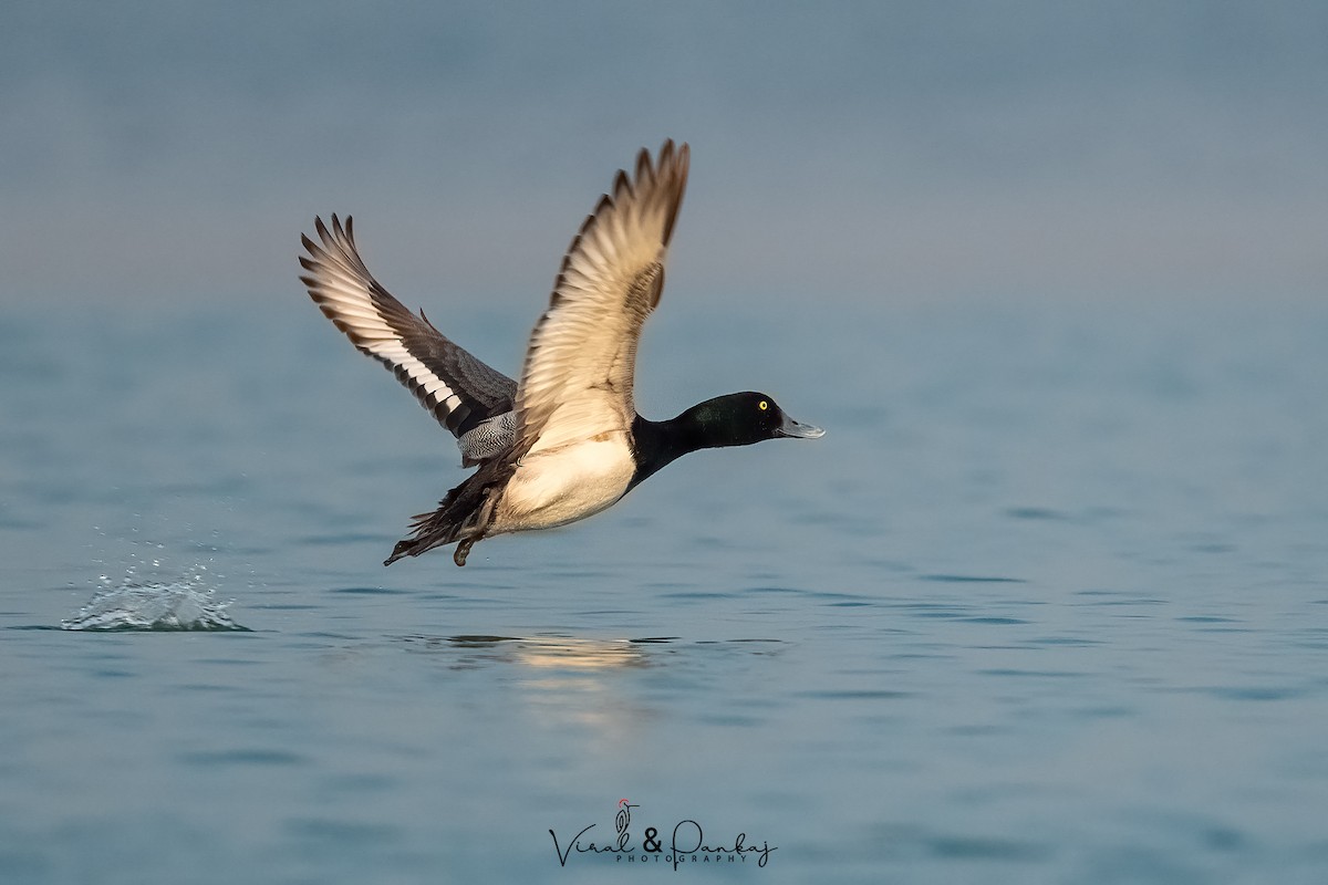 Greater Scaup - ML558373711