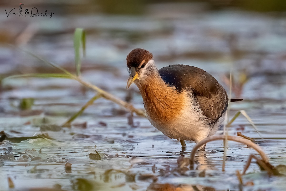 Bronze-winged Jacana - ML558375661