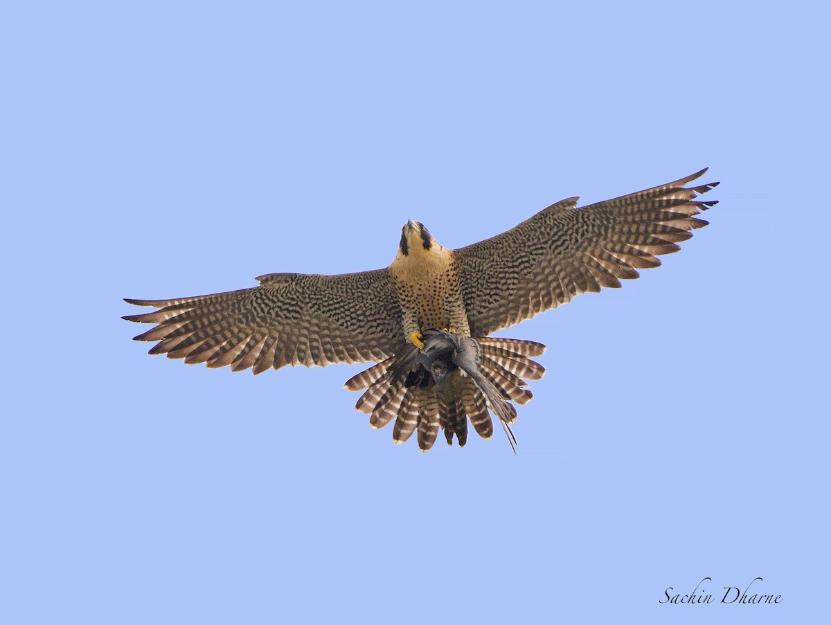Peregrine Falcon (Tundra) - ML558376461