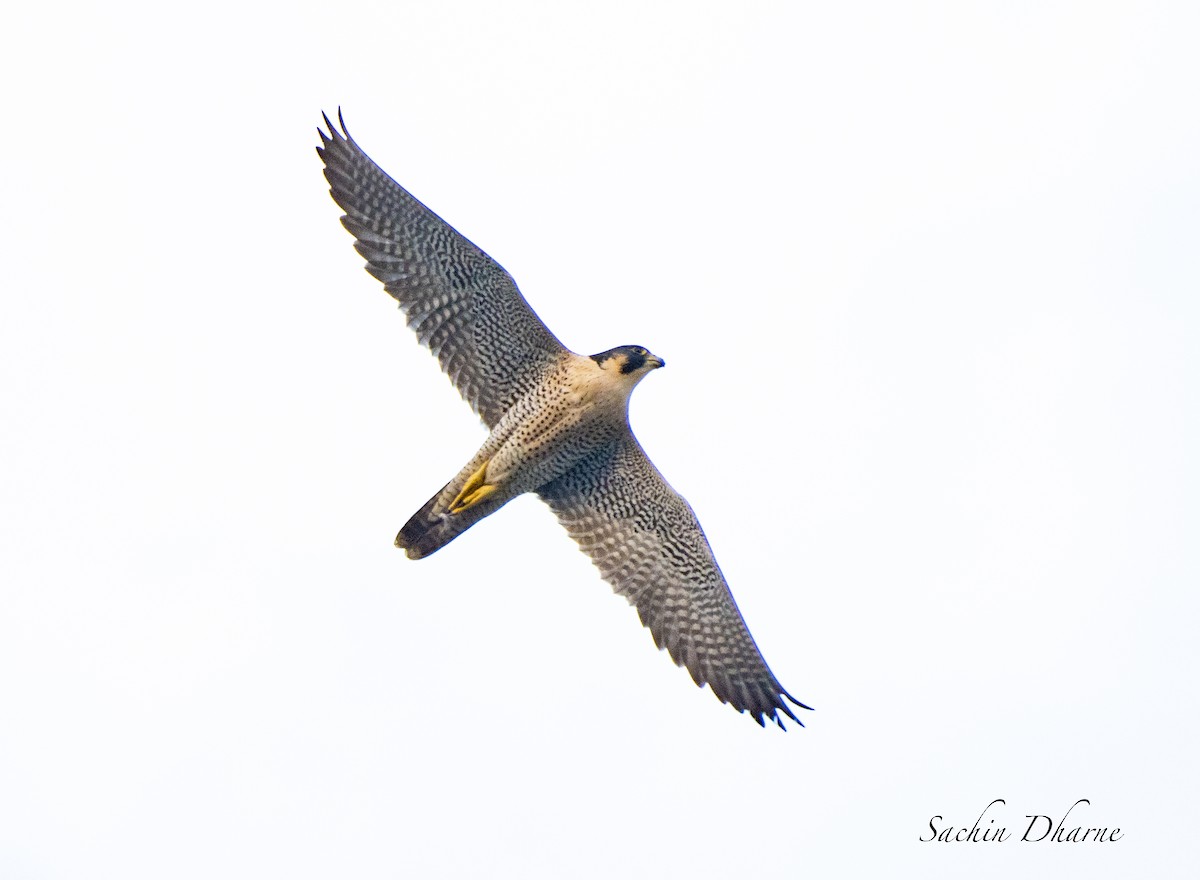 Peregrine Falcon (Tundra) - ML558377511