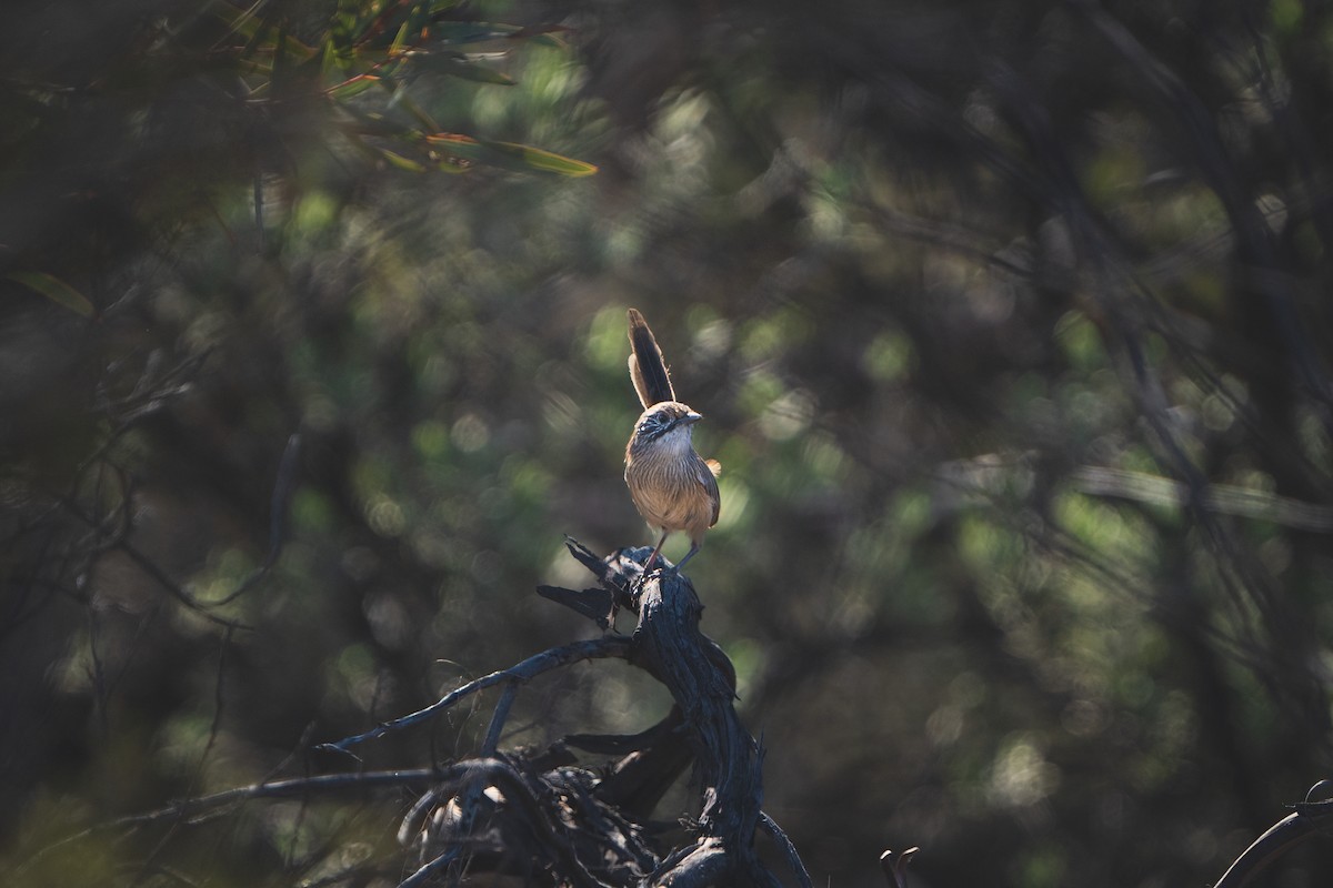 Rufous Grasswren - ML558377671