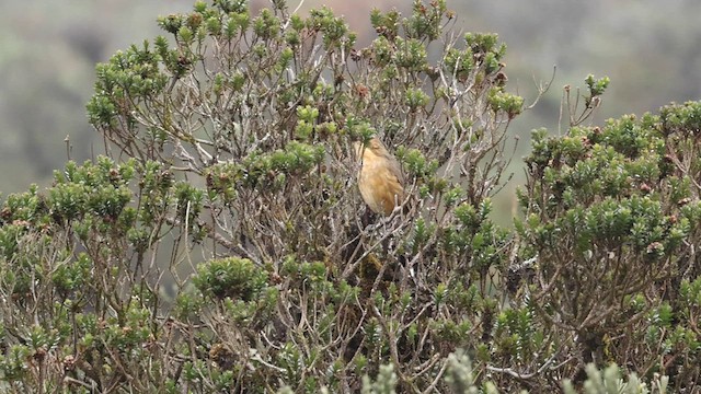 Tawny Antpitta - ML558378021