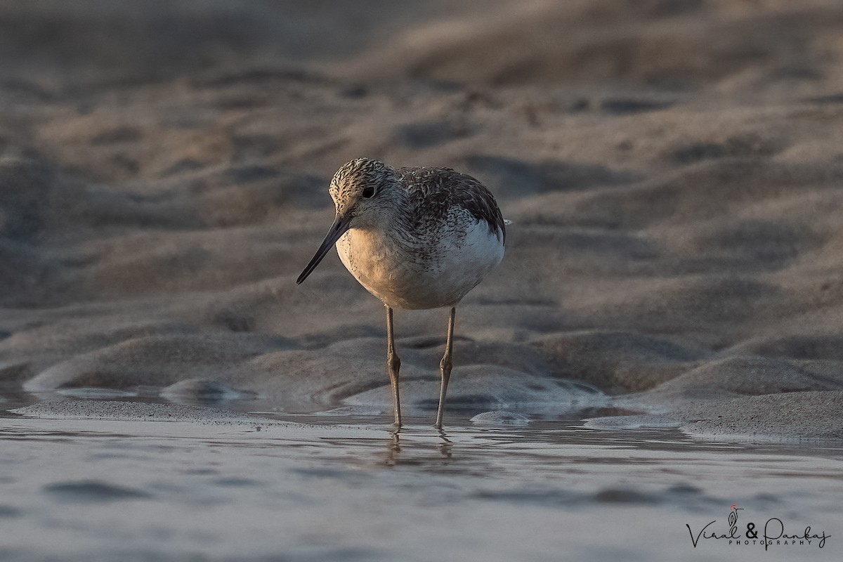 Common Greenshank - ML558378081