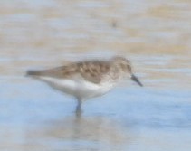 pygmésnipe - ML558378601