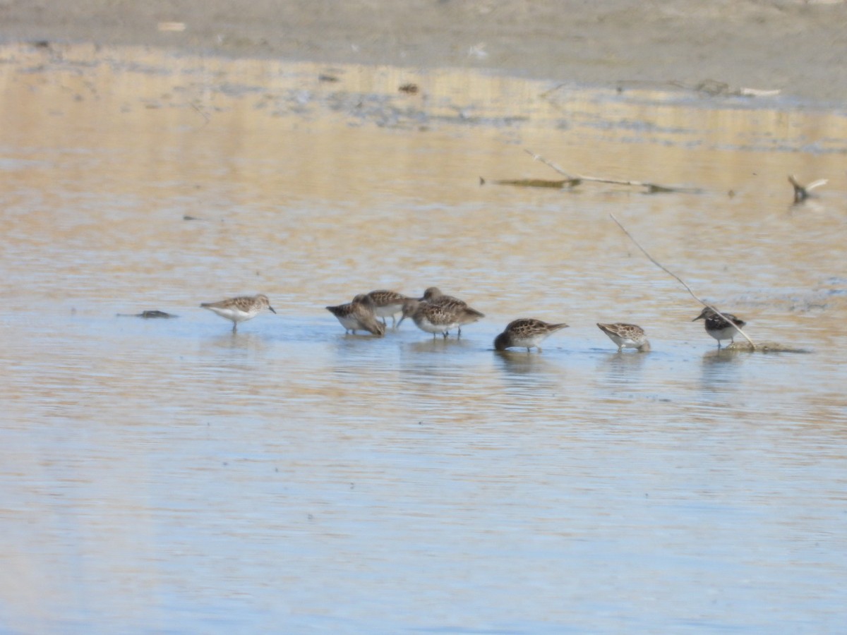 pygmésnipe - ML558378611