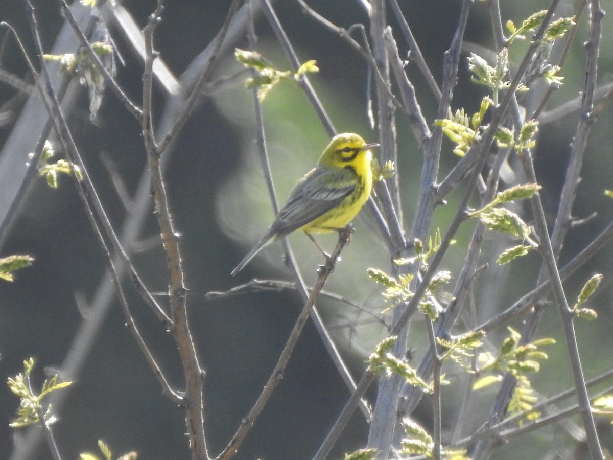 Prairie Warbler - Kent Miller