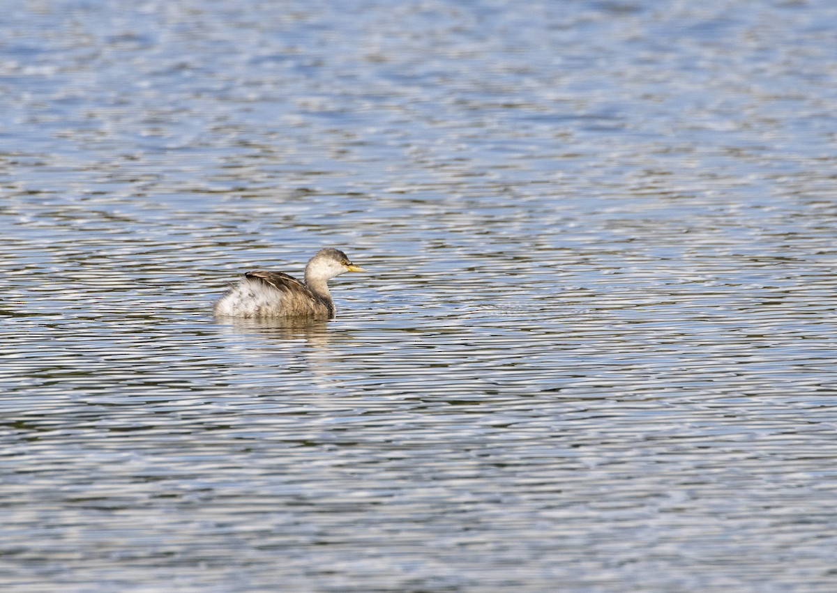 Australasian Grebe - ML558379061