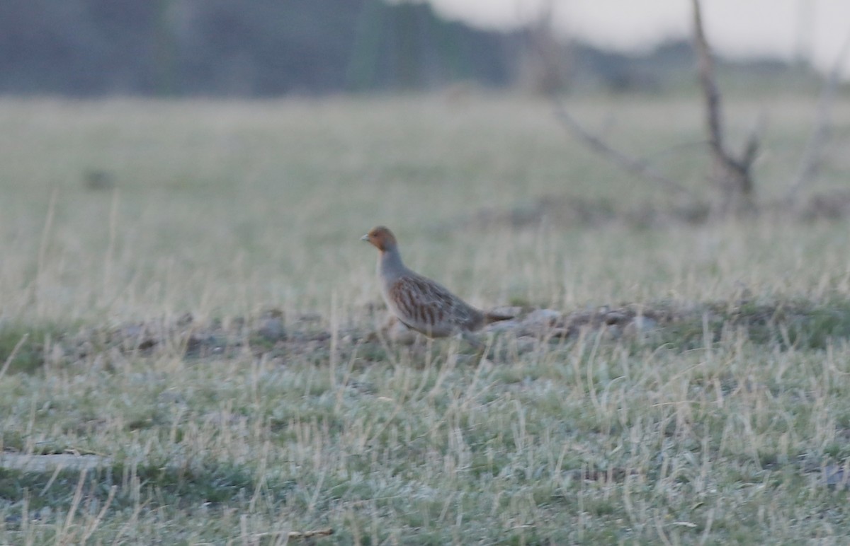 Gray Partridge - ML558379881