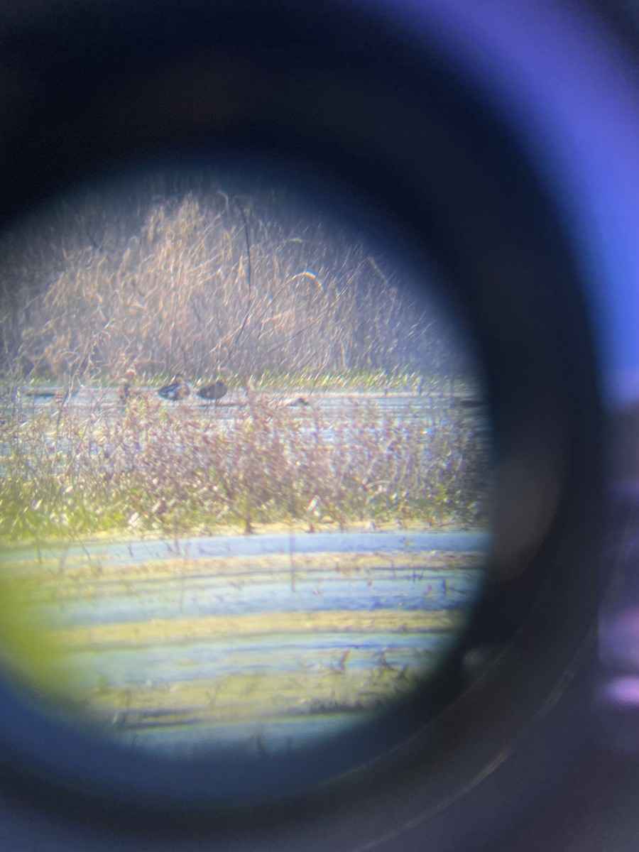 Fulvous Whistling-Duck - Logan Carter