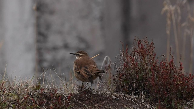 Stout-billed Cinclodes - ML558382471