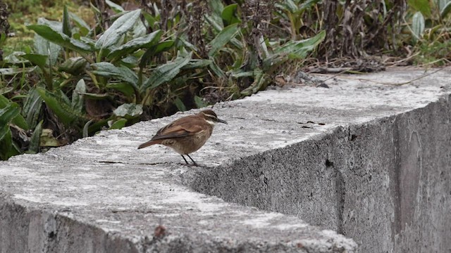 キマユジカマドドリ - ML558382481