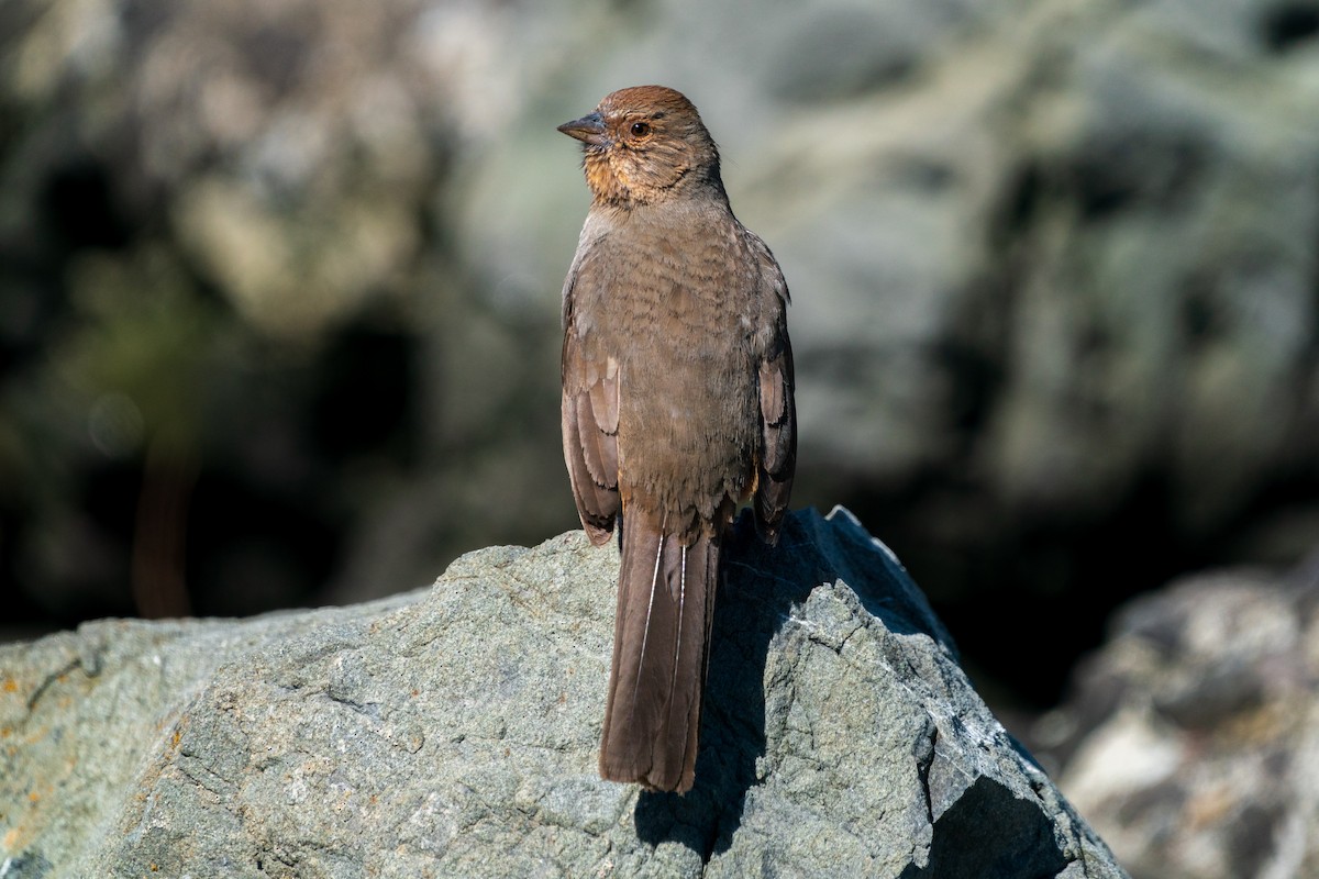 California Towhee - ML558383271