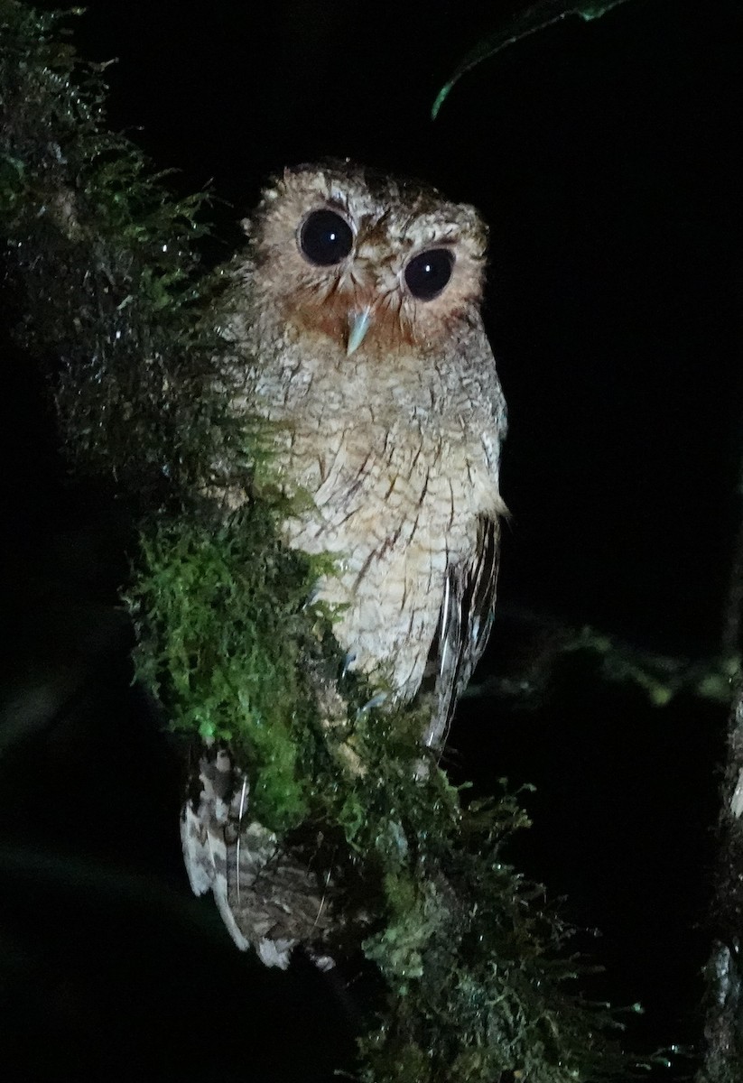 Rufescent Screech-Owl (Colombian) - ML558383741