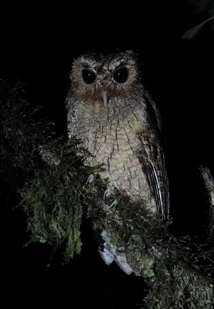 Rufescent Screech-Owl (Colombian) - ML558383751