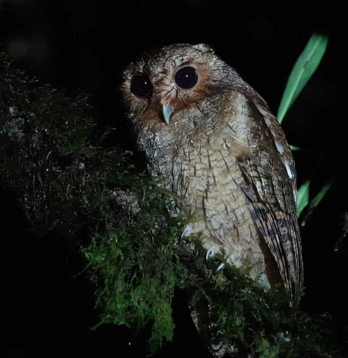 Rufescent Screech-Owl (Colombian) - ML558383761