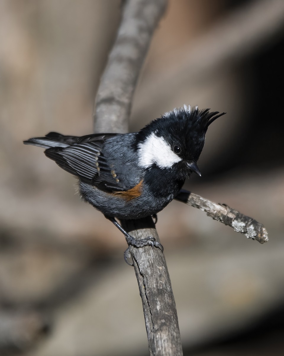 Coal Tit - ML558383831