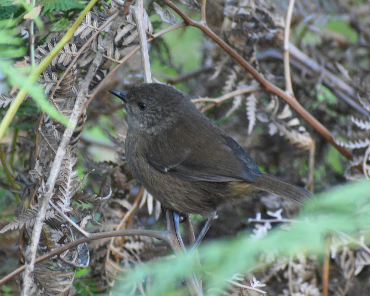 Tasmanian/Brown Thornbill - ML558385071