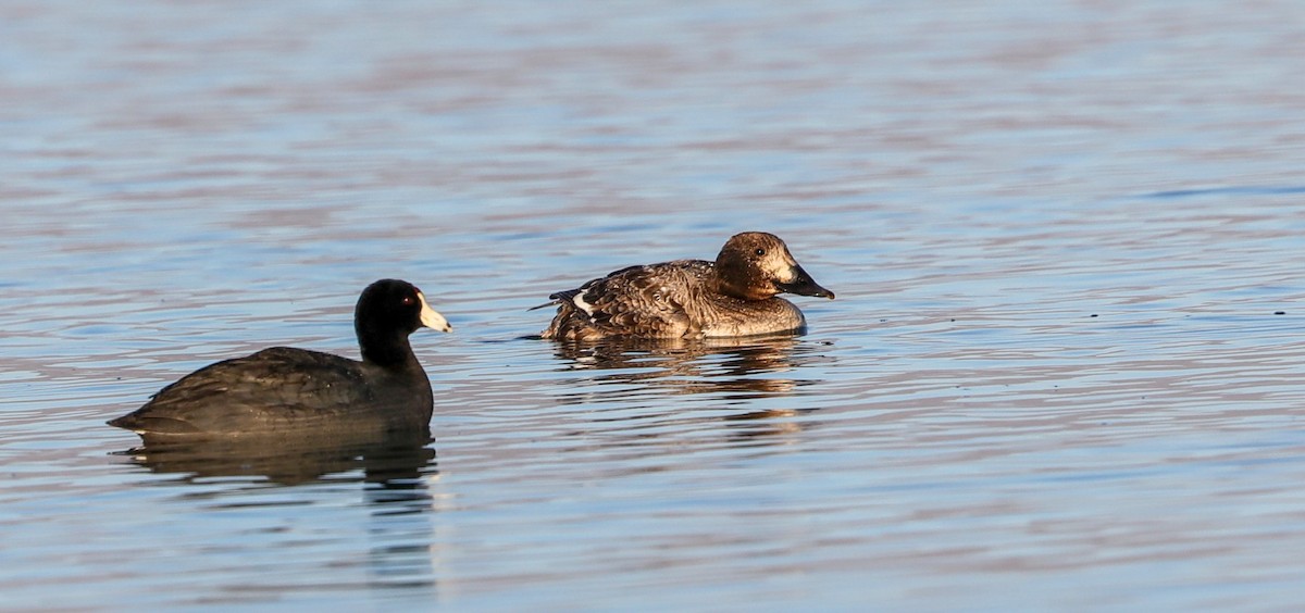 White-winged Scoter - Lynn Duncan