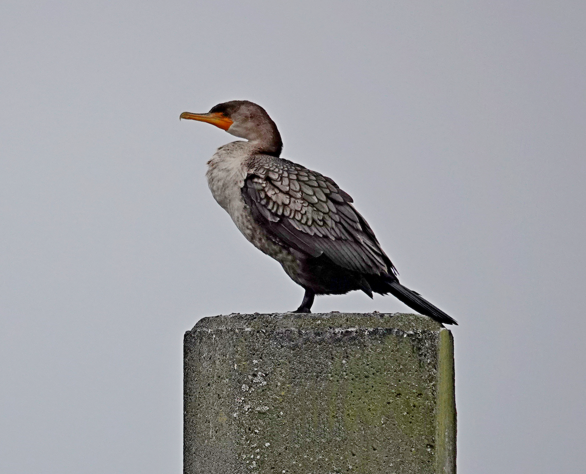 Double-crested Cormorant - ML558385621