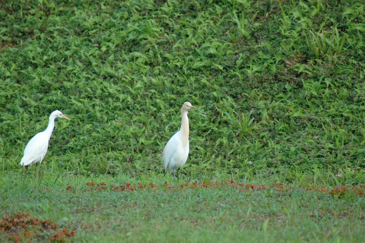 Eastern Cattle Egret - Evan Lee