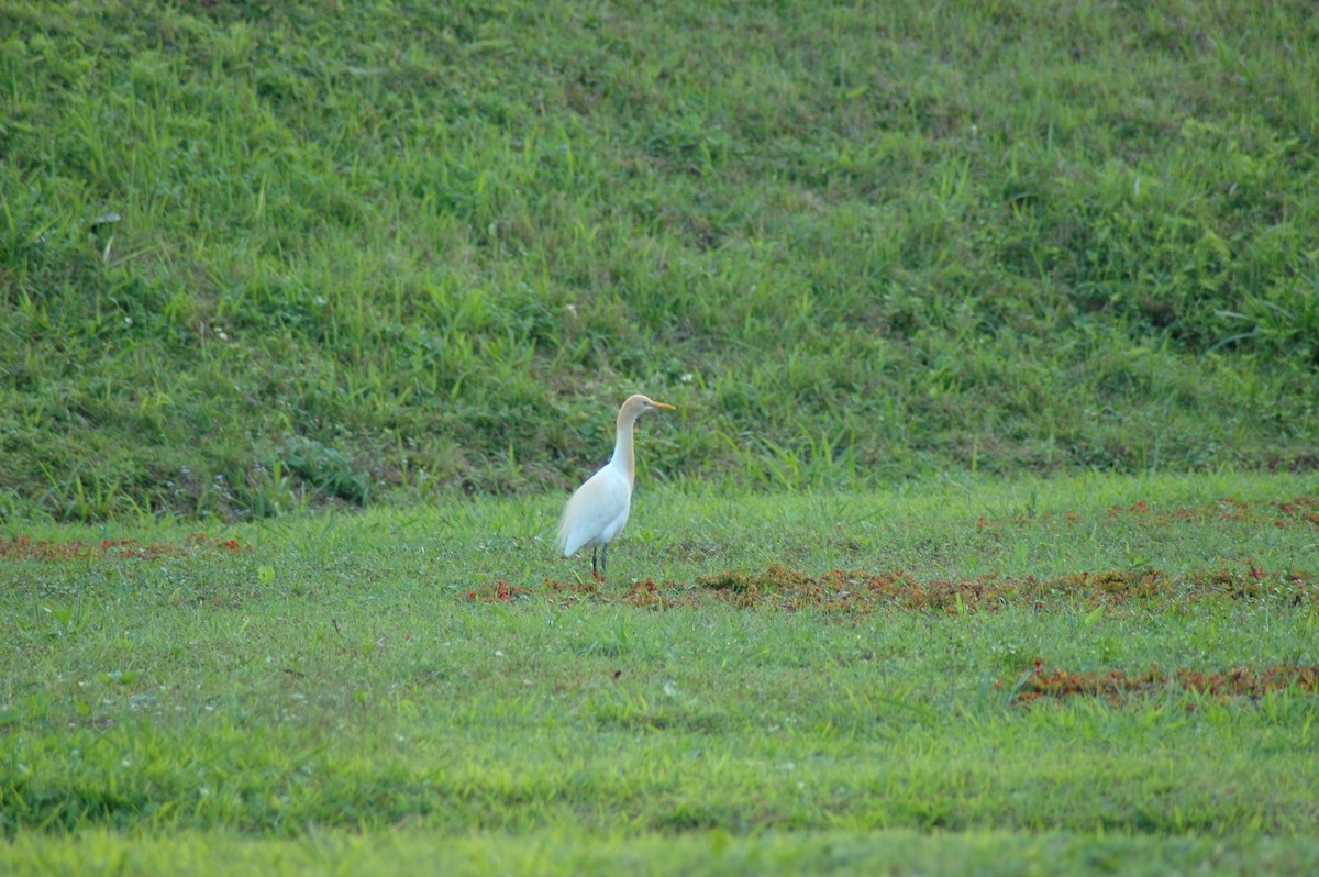 Eastern Cattle Egret - Evan Lee