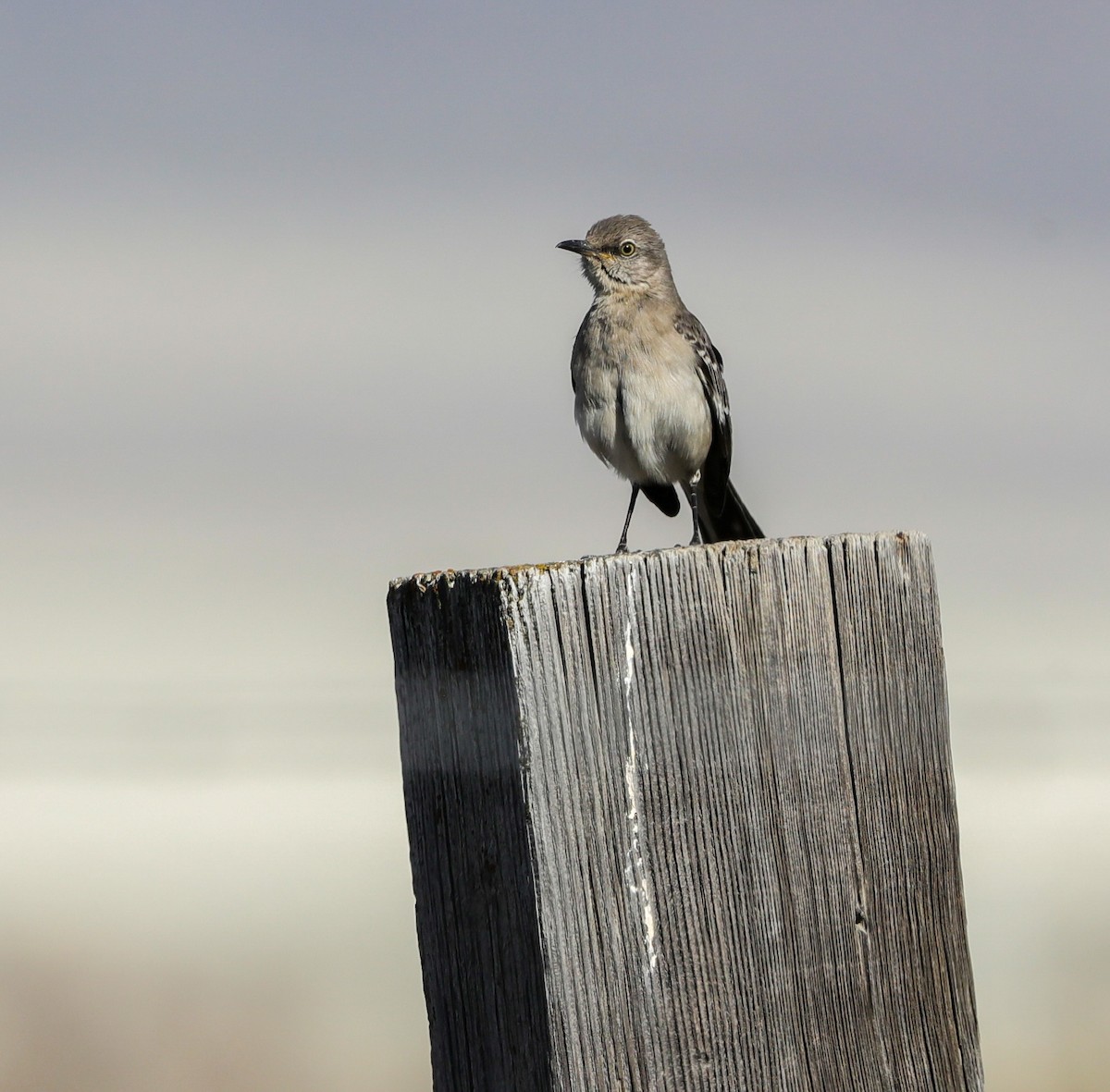 Northern Mockingbird - ML558385921