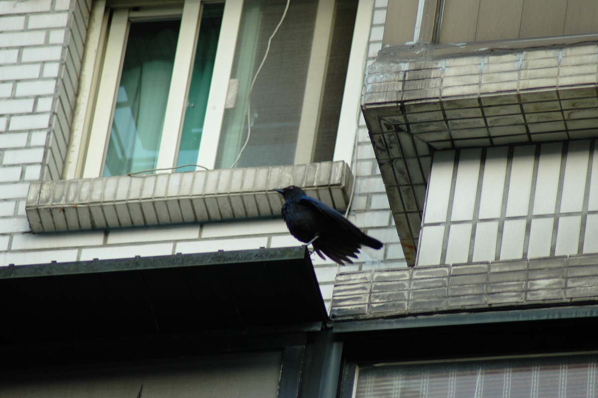 Тайваньская синяя птица - ML558386031