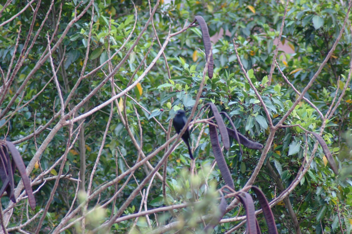 Drongo royal - ML558386271