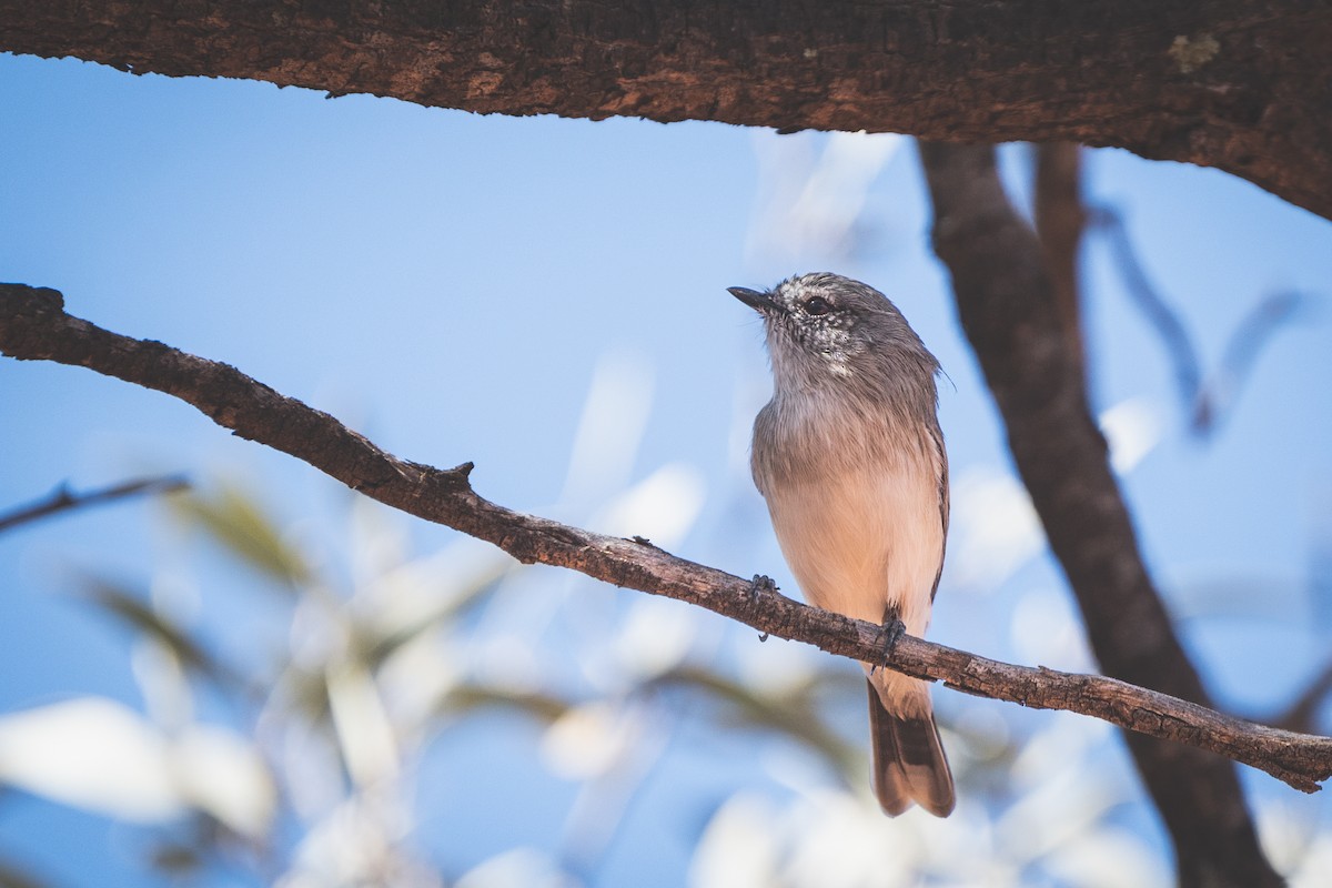 Slaty-backed Thornbill - ML558386641