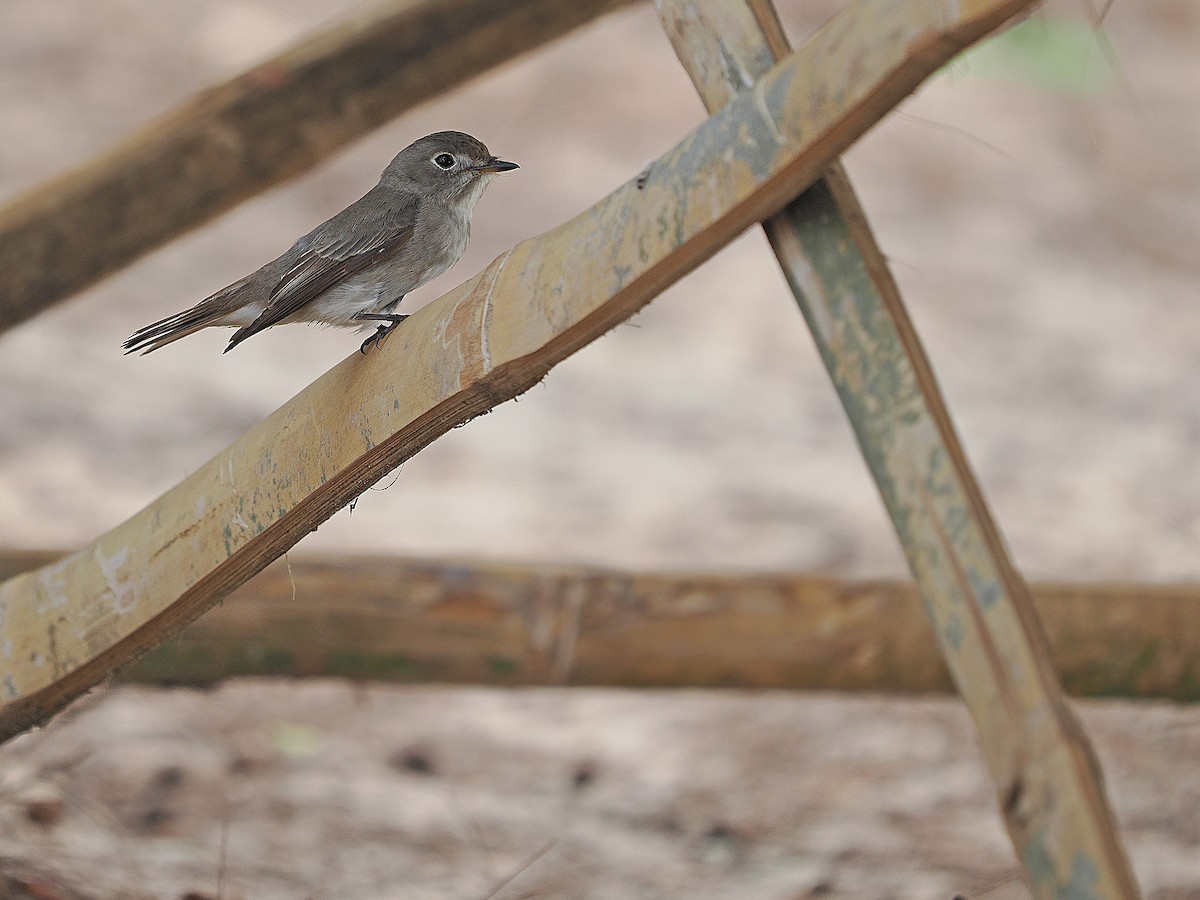 Dark-sided Flycatcher - ML558387001