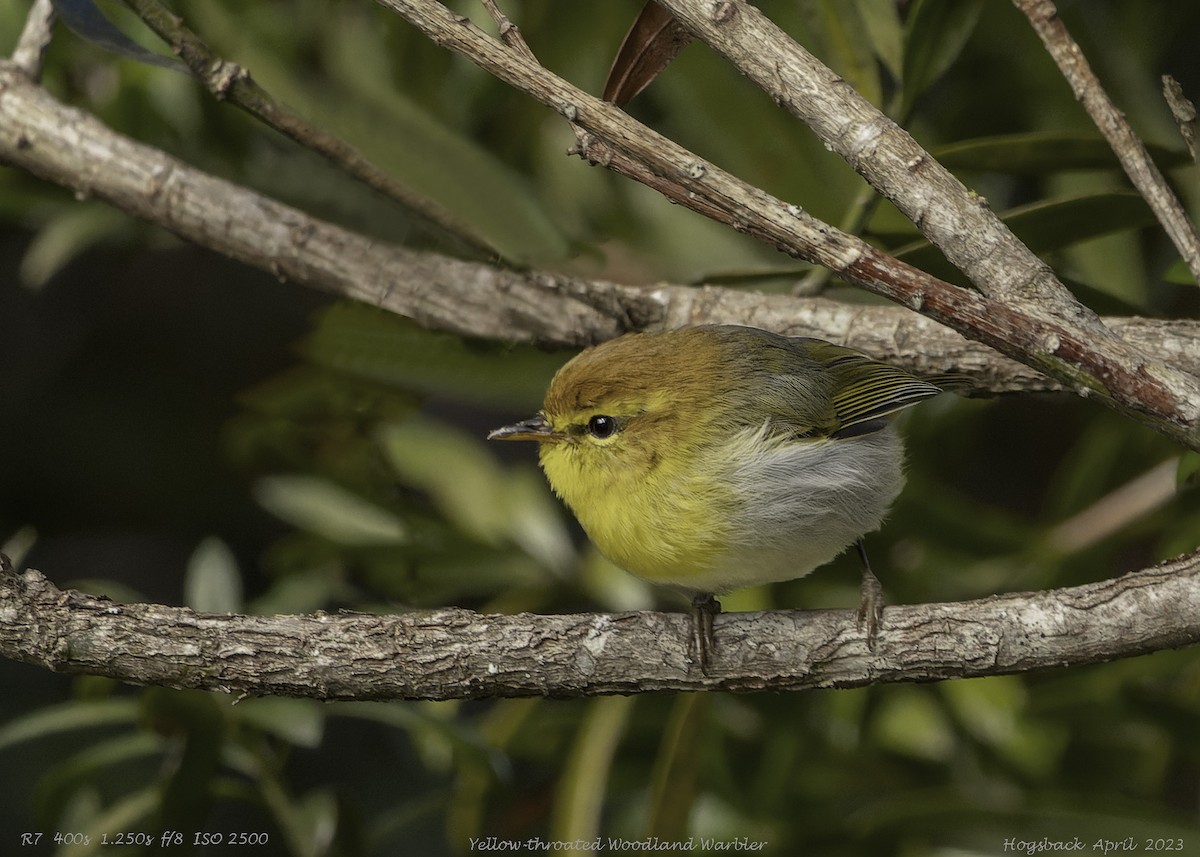 Yellow-throated Woodland-Warbler - Bruce Ward-Smith