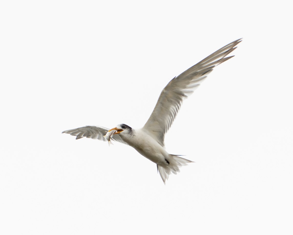 Great Crested Tern - ML558387481